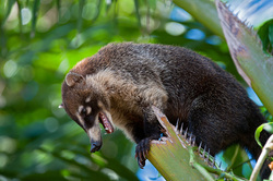 coatimundi.